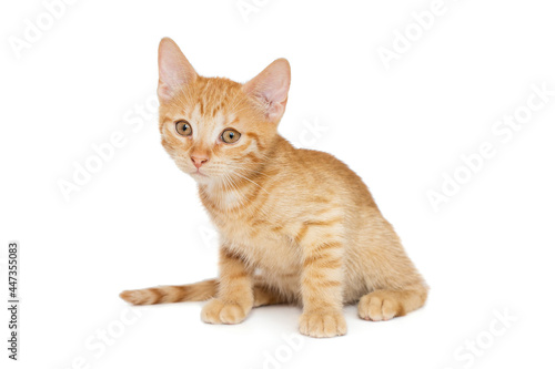 Fototapeta Naklejka Na Ścianę i Meble -  Small red kitten of 3 months