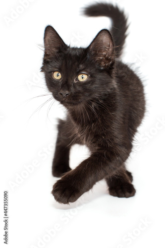 Small black kitten of 3 months