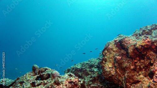 Underwater rocks and fishes, beautiful textures in the Mediterranean sea