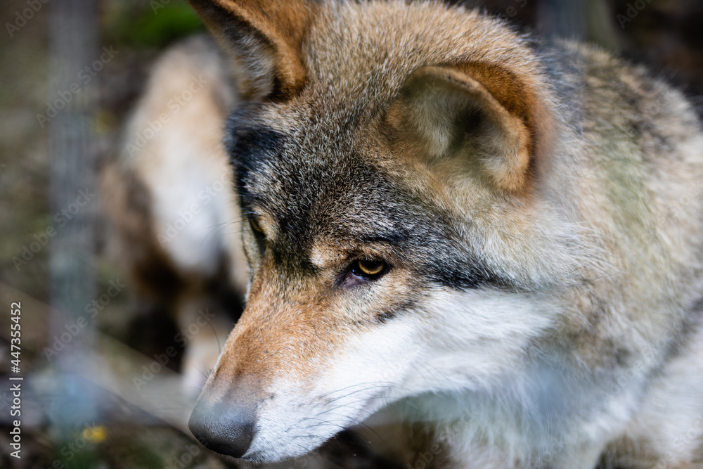 Loup au parc à gibier La roche en ardenne