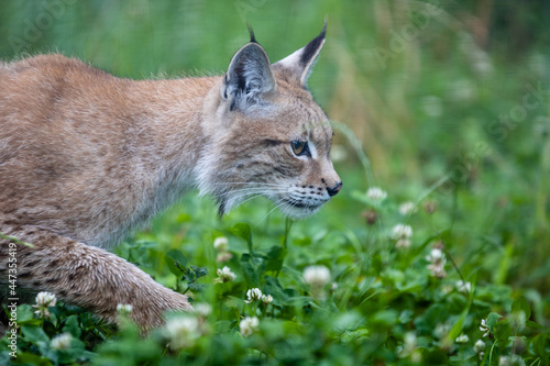 Lynx au parc à gibier La roche en ardenne
