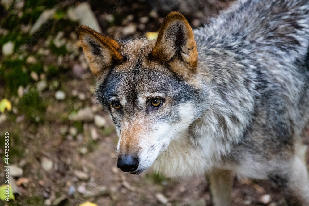 Loup au parc à gibier La roche en ardenne