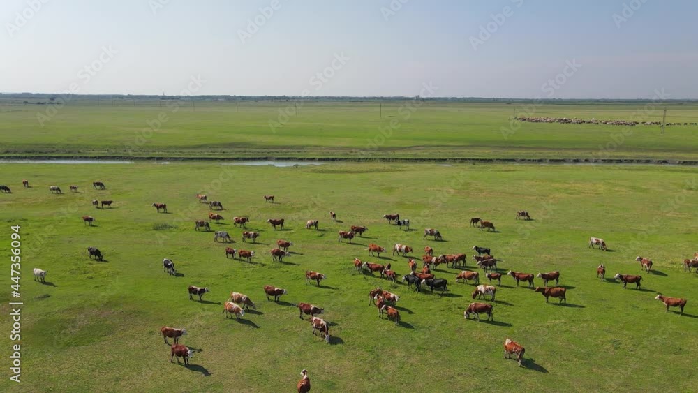 Aerial drone shot of cows grazing on pasture, landscape Aerial drone shot of cows grazing on pasture, landscape
