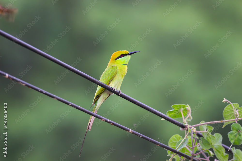 A Green Bee Eater perched on a cable wire and looking away in a soft blurry background.  