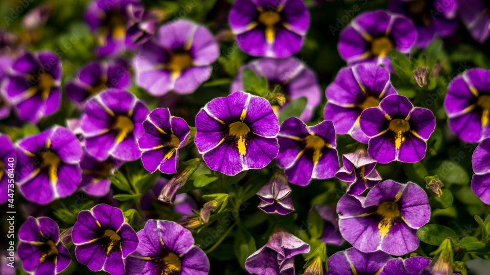 color flower color flower