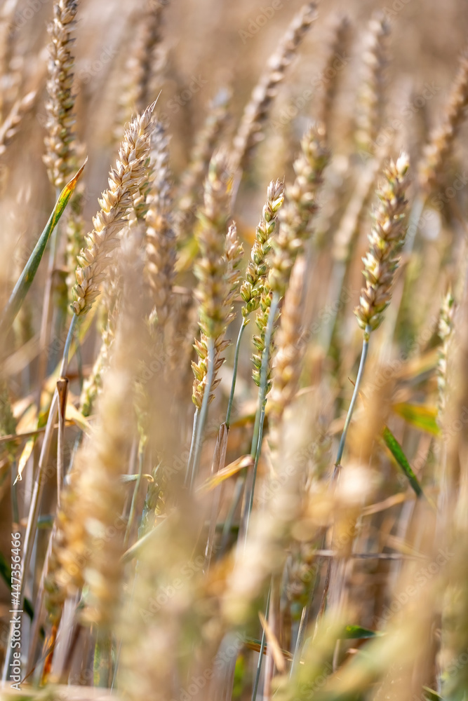 wheat ears or wheat heads in a field selectively focusing on one head wheat ears or wheat heads in a field selectively focusing on one head