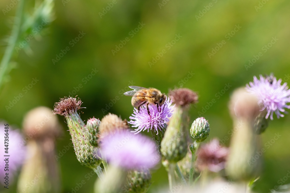 A Honey bee on a purple thistle flower A Honey bee on a purple thistle flower