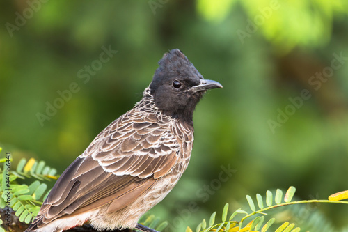 A portrait of a red bulbul in a nice clean blurry background