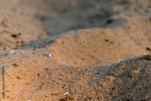 Sand beach. Sand close-up with fine natural debris at sunset in summer.