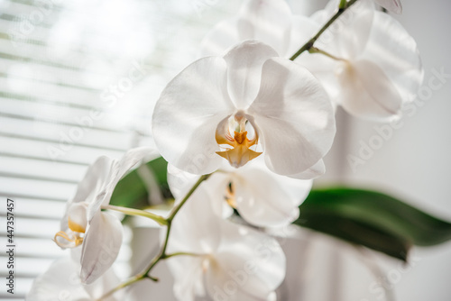 Blooming white orchid homeplant in the bathroom window with shutters  Phalaenopsis or moth orchid under diffused natural light of window shutters  easy orchids to grow as homeplants