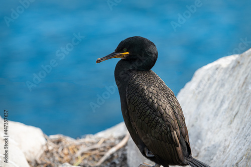 Shag (Phalacrocorax Aristotelis) on the Farne Islands, Northumberland, England © dvlcom