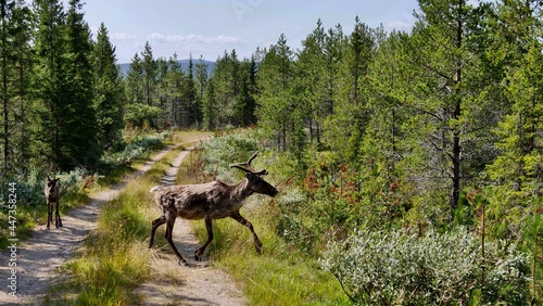 deer in Swedish forest in summer © Tamara Sushko