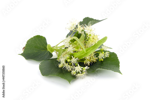 Linden tree flowers with green leaves isolated on white background. Basswood blossom