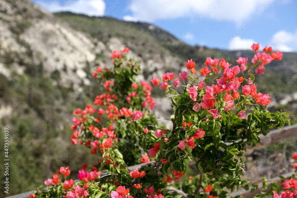 red flowers against mountains