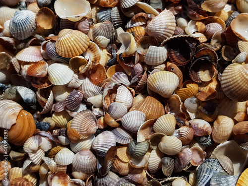 background of small and large colorful shells and snails. gifts of the sea