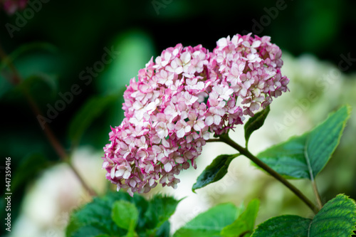Hydranga Blossom in the Garden