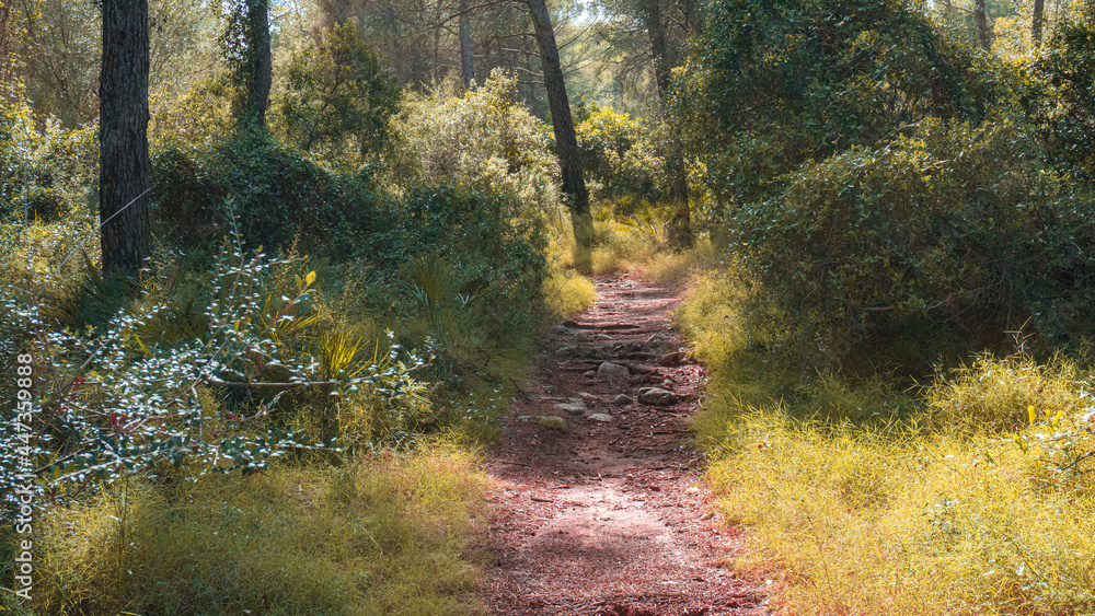 Fototapeta premium Path through a lush forest on an autumn afternoon.