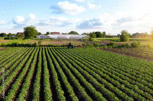 A beautiful view of countryside landscape of the potato fields of southern Ukraine. A farmer on a tractor cultivates a potato plantation. Agroindustry and agribusiness. Agriculture and agro industry