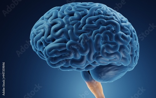 Medulla oblongata is responsible for reflexes and autonomic functions. It is located in brainstem and it connects the brain to the spinal cord photo