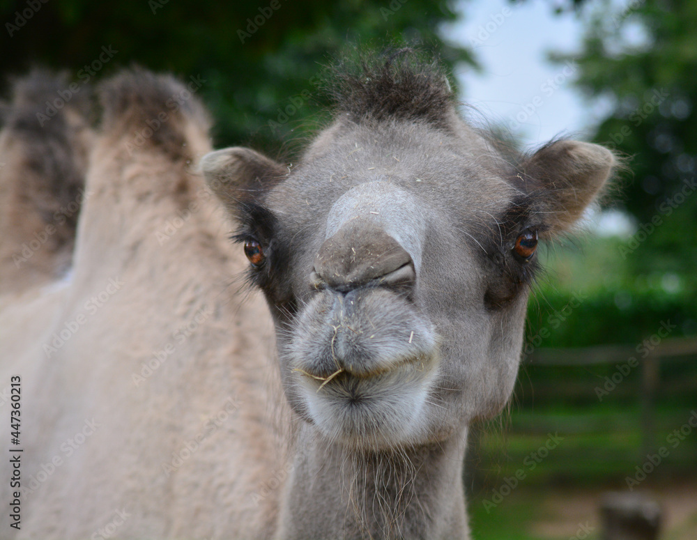 Obraz premium portrait of a camel