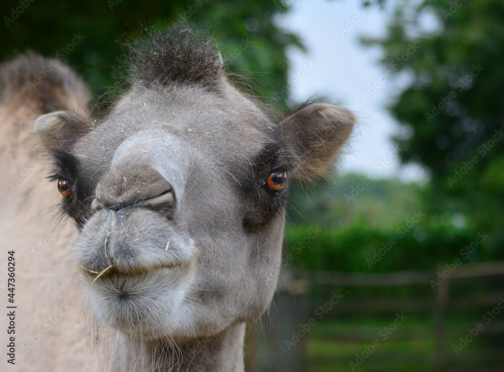 Fototapeta premium portrait of a camel