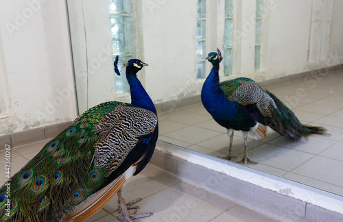 A colored peacock and its reflection in a miror photo