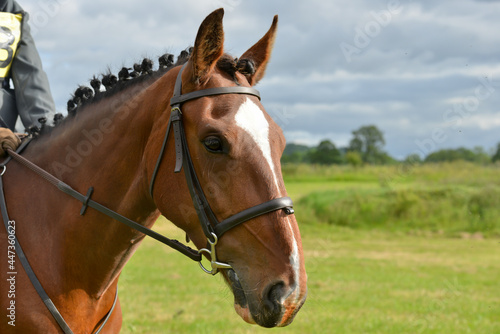 Bay horse beautifully plaited and turned out ready for competition outdoors in the English countryside.