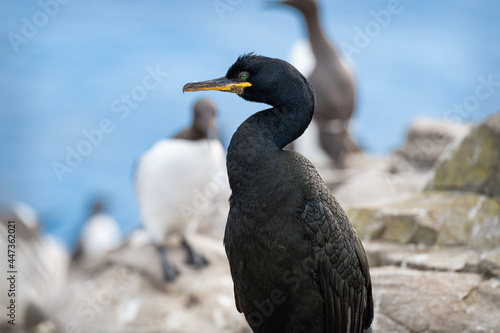 Shag (Phalacrocorax Aristotelis) on the Farne Islands, Northumberland, England © dvlcom