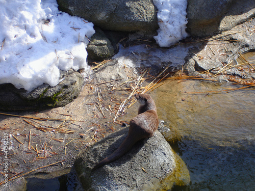 Sea otter on a winter day. Wild animal