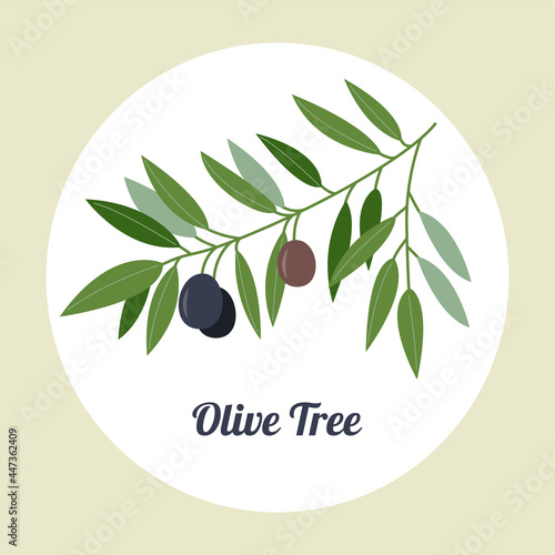 Olive branch logo. Olive branch with ripe olive isolated on a white background. Vector flat illustration.