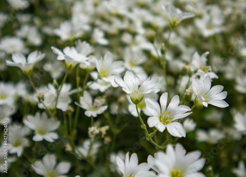 Field of small white flowers