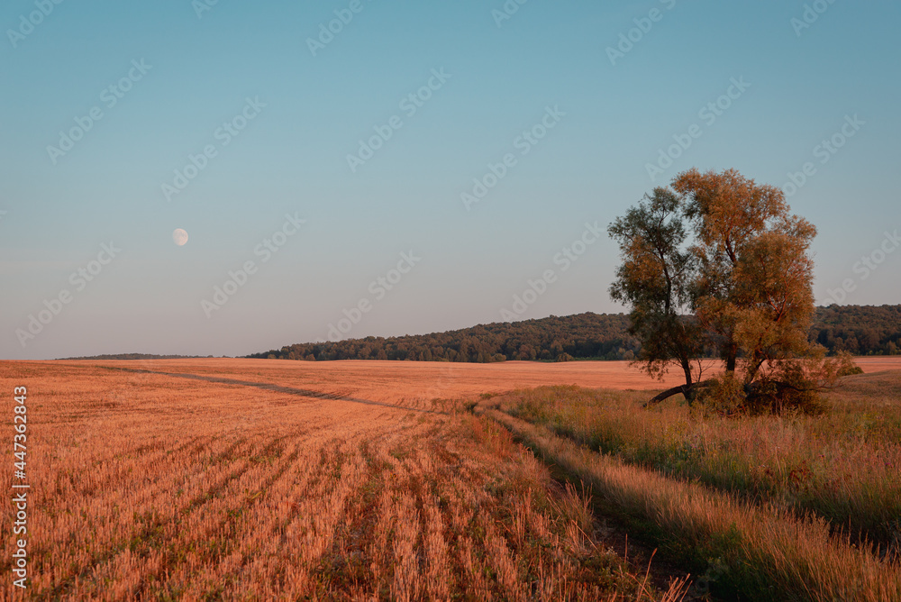 Fototapeta premium landscape with trees