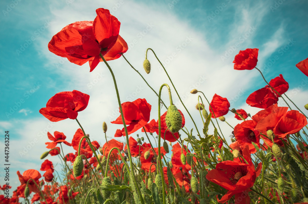 Fototapeta premium Beautiful field of red poppies