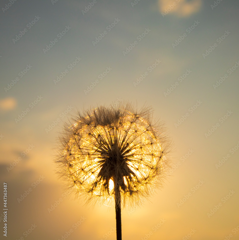 Beautiful dandelion on sunset close-up