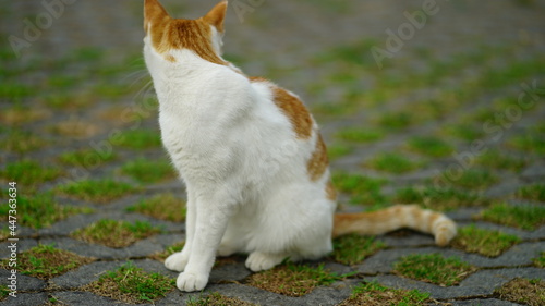 Fototapeta Naklejka Na Ścianę i Meble -  Gato adulto, branco e laranja
