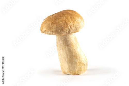 Fresh wild boletus mushrooms on a white background