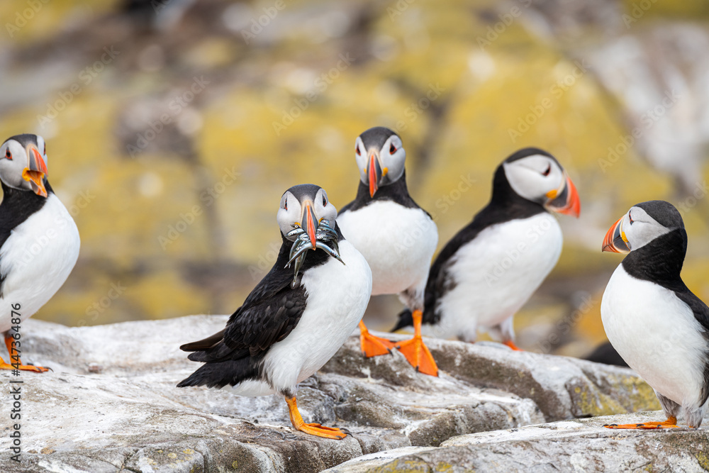 Fototapeta premium Puffin with fish on the ground on Inner Farne Island in the Farne Islands, Northumberland, England