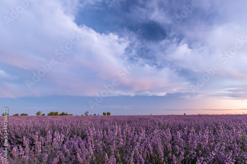 campos de lavanda en Tiedra, Valladolid, España