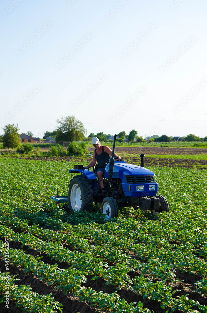 A farmer on a tractor cultivates a potato plantation. Agroindustry and agribusiness. Farm machinery. Crop care, soil quality improvement. Plowing and loosening ground. Field work cultivation.