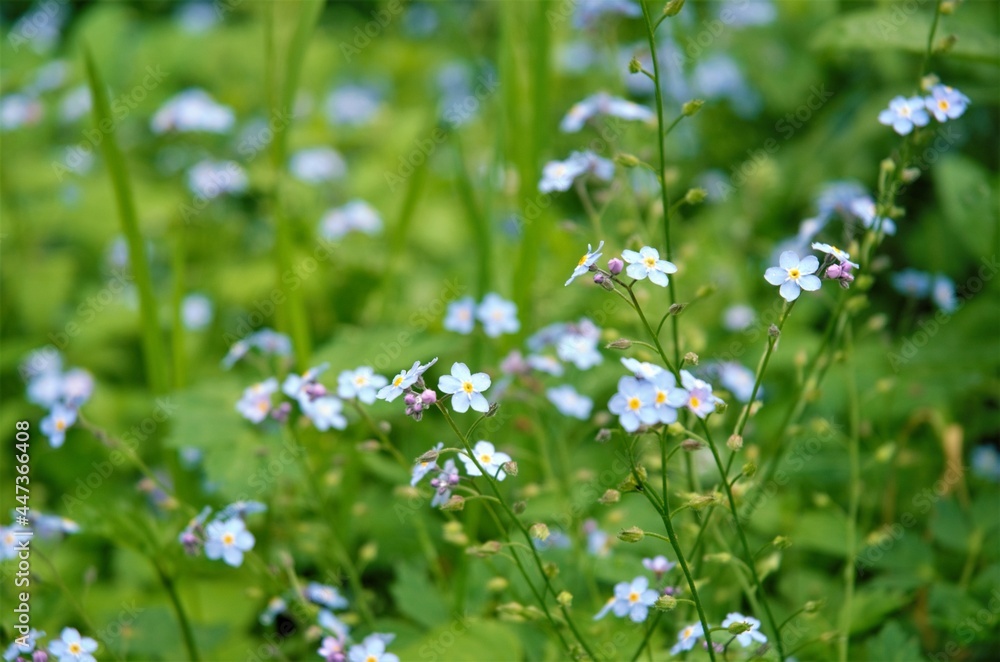 forget-me-not blue flowers in the grass in the garden forget-me-not blue flowers in the grass in the garden
