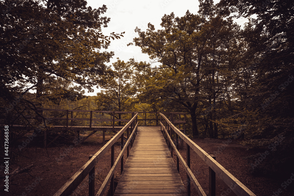 Wooden walking path on a moody autumn day at Soderasen National Park in Sweden.