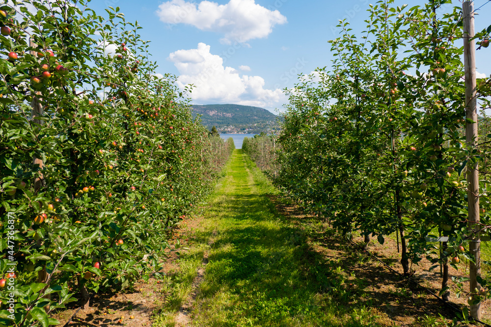 Obraz premium apple trees garden