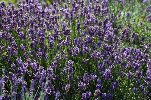 Beautiful landscape of lavender fields in Romania,Bistrita