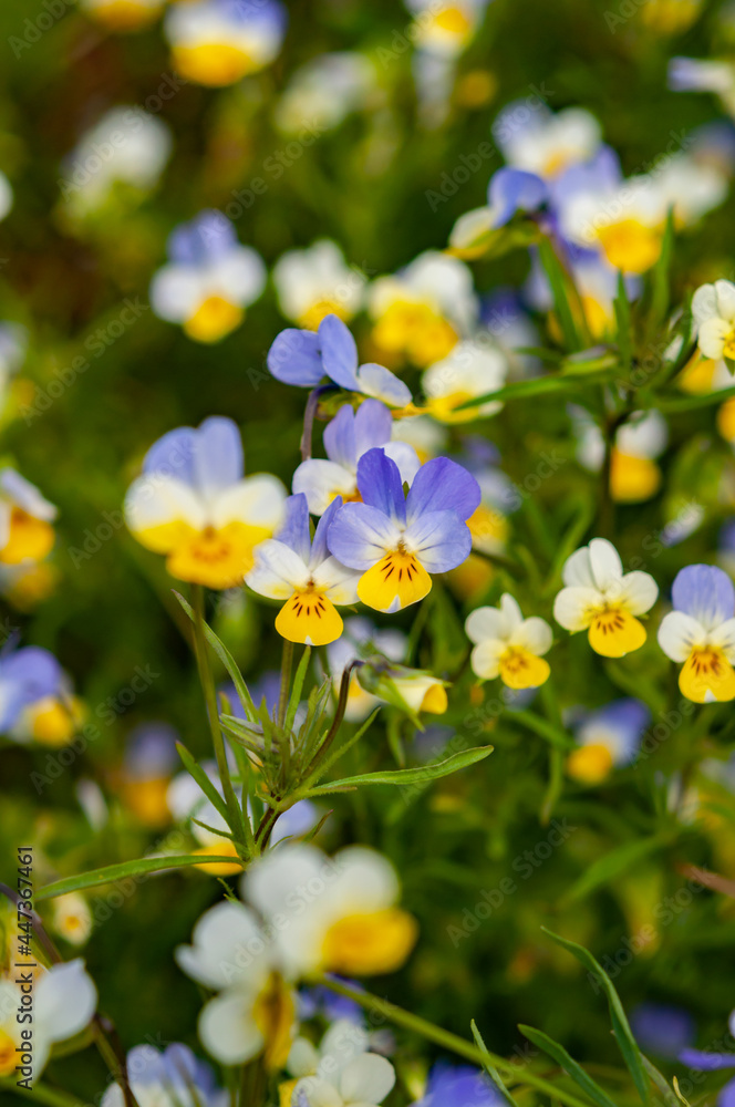 Meadow flowers tricolor violet among grass, purple yellow and white petals delicate flower, summer background Meadow flowers tricolor violet among grass, purple yellow and white petals delicate flower, summer background