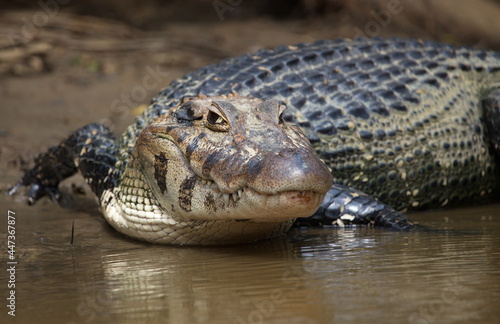 Closeup head on portrait of Black Caiman (Melanosuchus niger) entering water from riverbank focus on eye, Bolivia