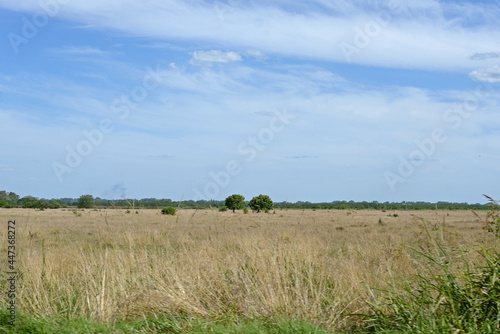 Par de árboles en el campo