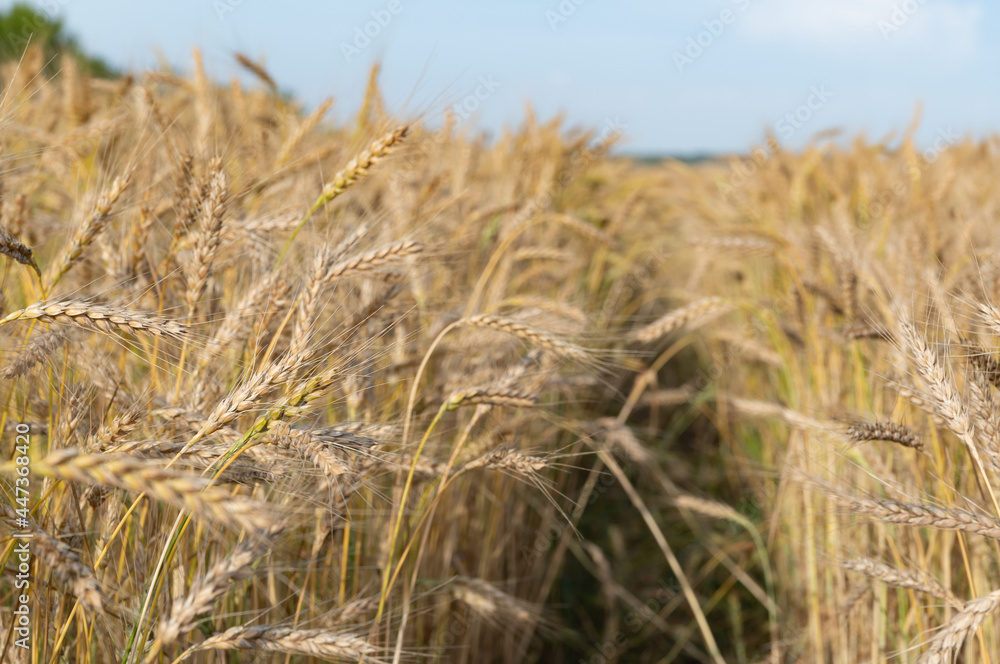 Golden Wheat Field with ripe ears of corn