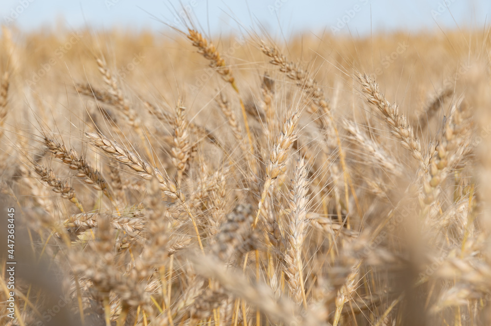 Golden Wheat Field with ripe ears of corn Golden Wheat Field with ripe ears of corn