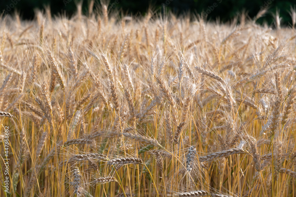 Fototapeta premium Golden Wheat Field with ripe ears of corn
