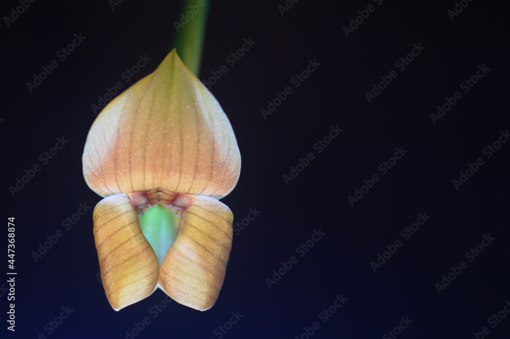 trigonidium obtusum orchid